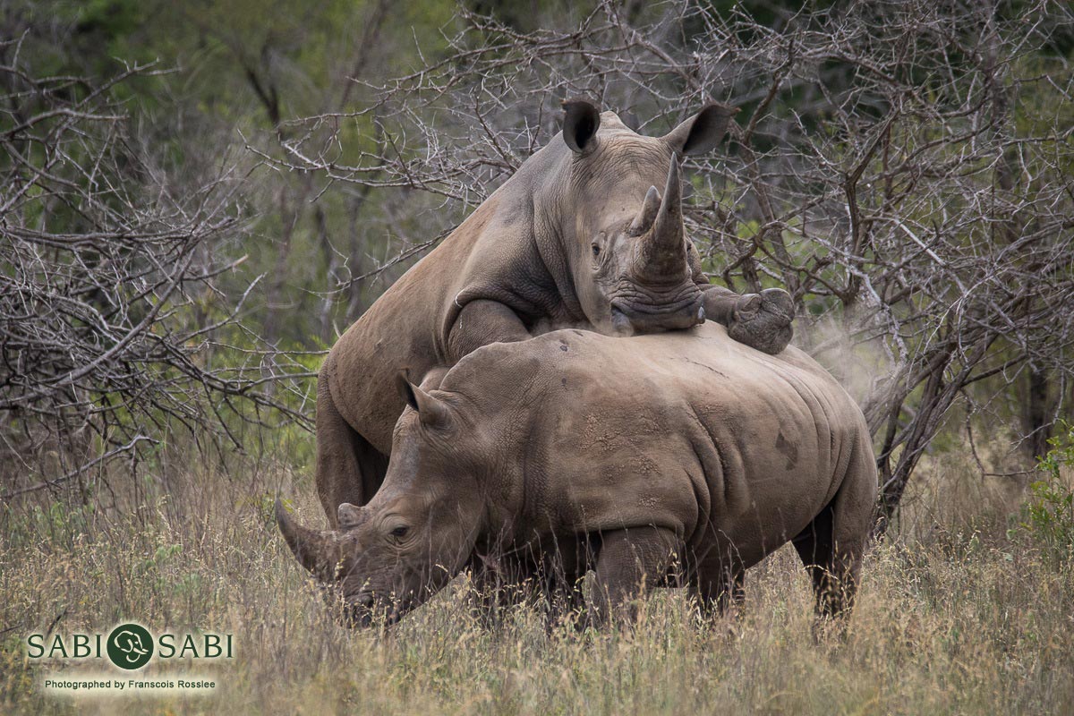 Franscois Rosslee Rhino2 1 Of 1 Final Franscois Rosslee Rhino2 1 Of 1 Final