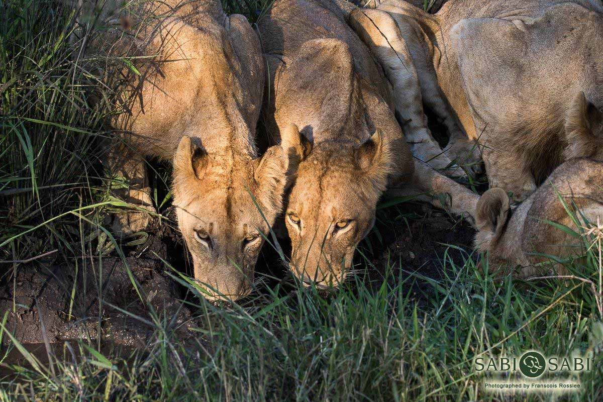 03Franscois Rosslee Sp 31012018 1 Final 03Franscois Rosslee Sp 31012018 1 Final