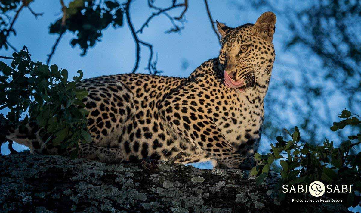 05Kevan Dobbie Ntsumi 180218 2 Final