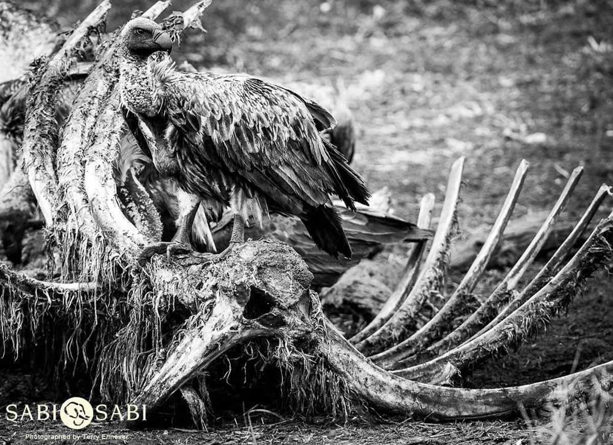 15Terry Ennever Elephant Carcass 9118 1 Final 15Terry Ennever Elephant Carcass 9118 1 Final
