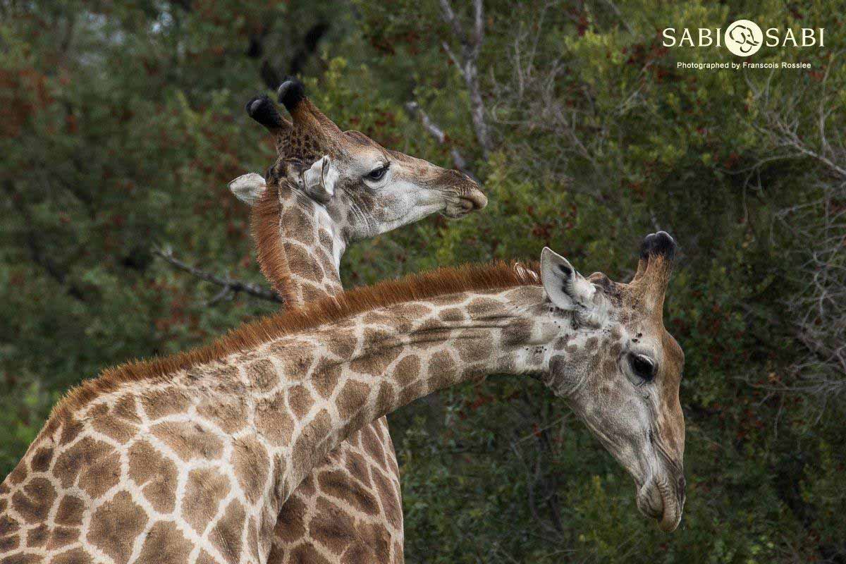 18Franscois Rosslee Giraffe 08022018 Final 18Franscois Rosslee Giraffe 08022018 Final