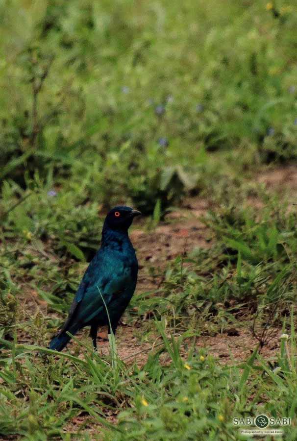 26Conrad Zeelie Starling Final