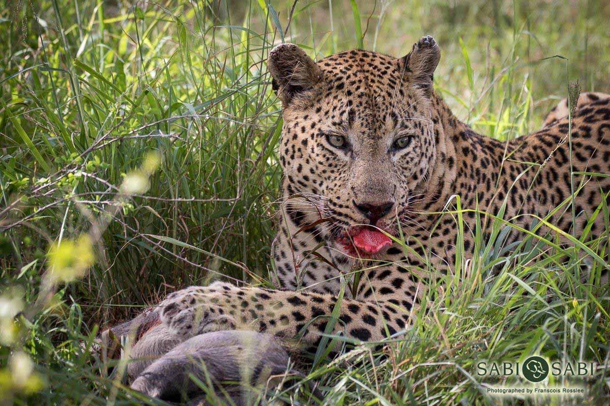 26Franscois Rosslee Max 13022018 Final