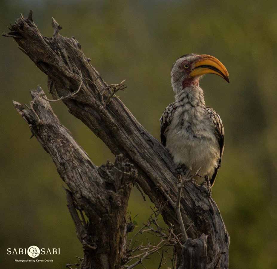 27Kevan Dobbie YB Hornbill 250218 Final 27Kevan Dobbie YB Hornbill 250218 Final