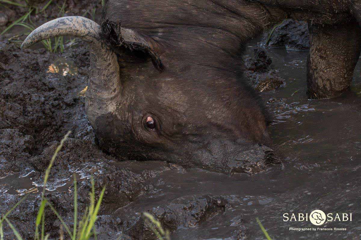 29Franscois Rosslee Buff 13022018 2 Final