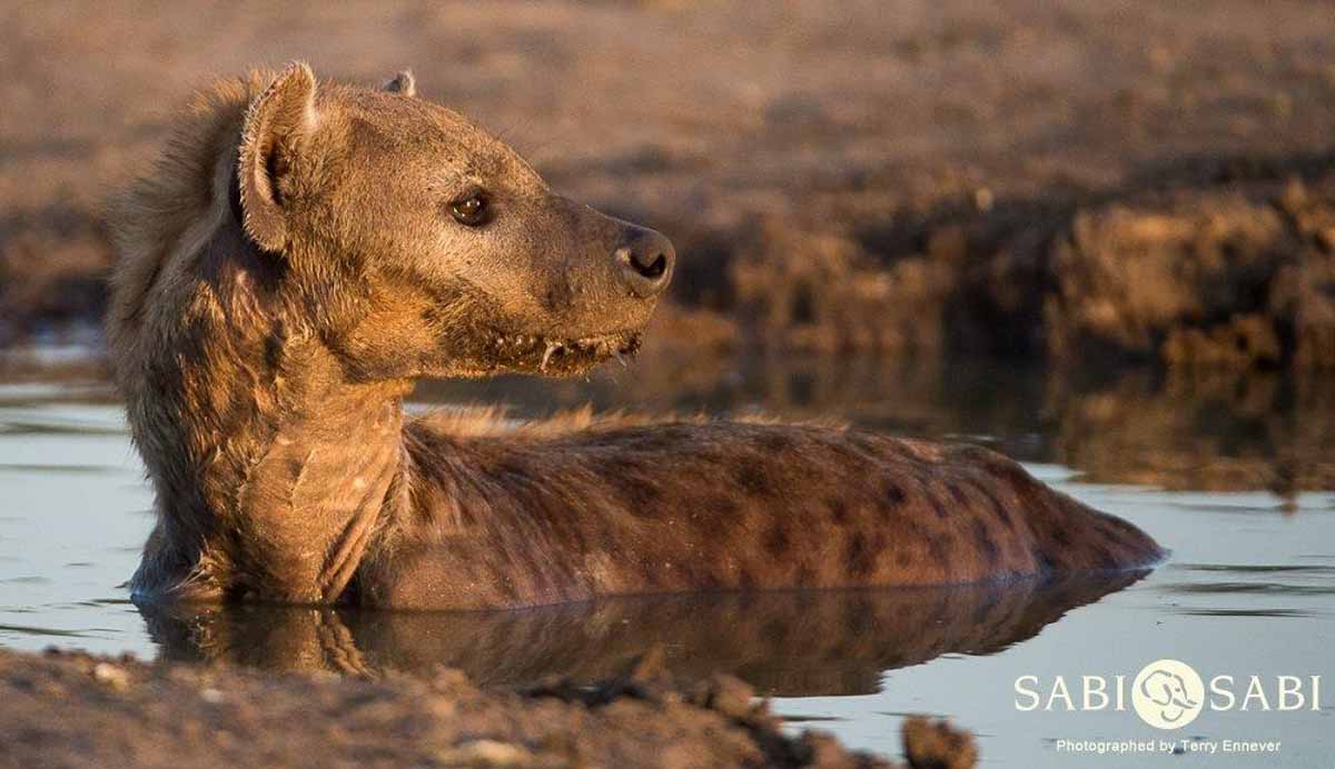 36Terry Ennever Wild Dog Hyena 9118 4 Final 36Terry Ennever Wild Dog Hyena 9118 4 Final