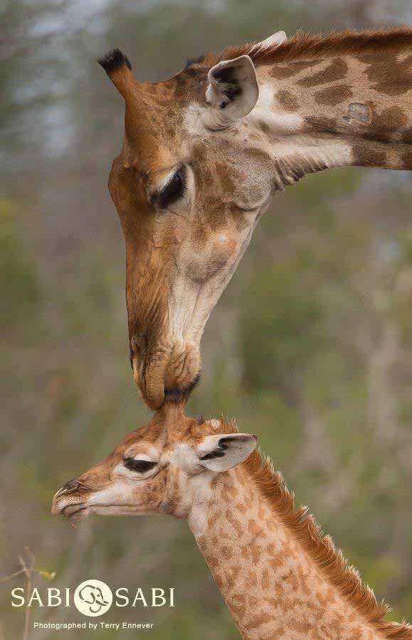 40Terry Ennever Giraffe Kiss Final