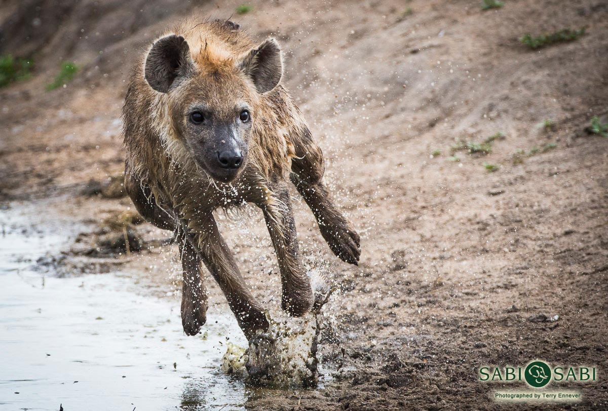 Terry Ennever POW Hyena Focus Final Terry Ennever POW Hyena Focus Final