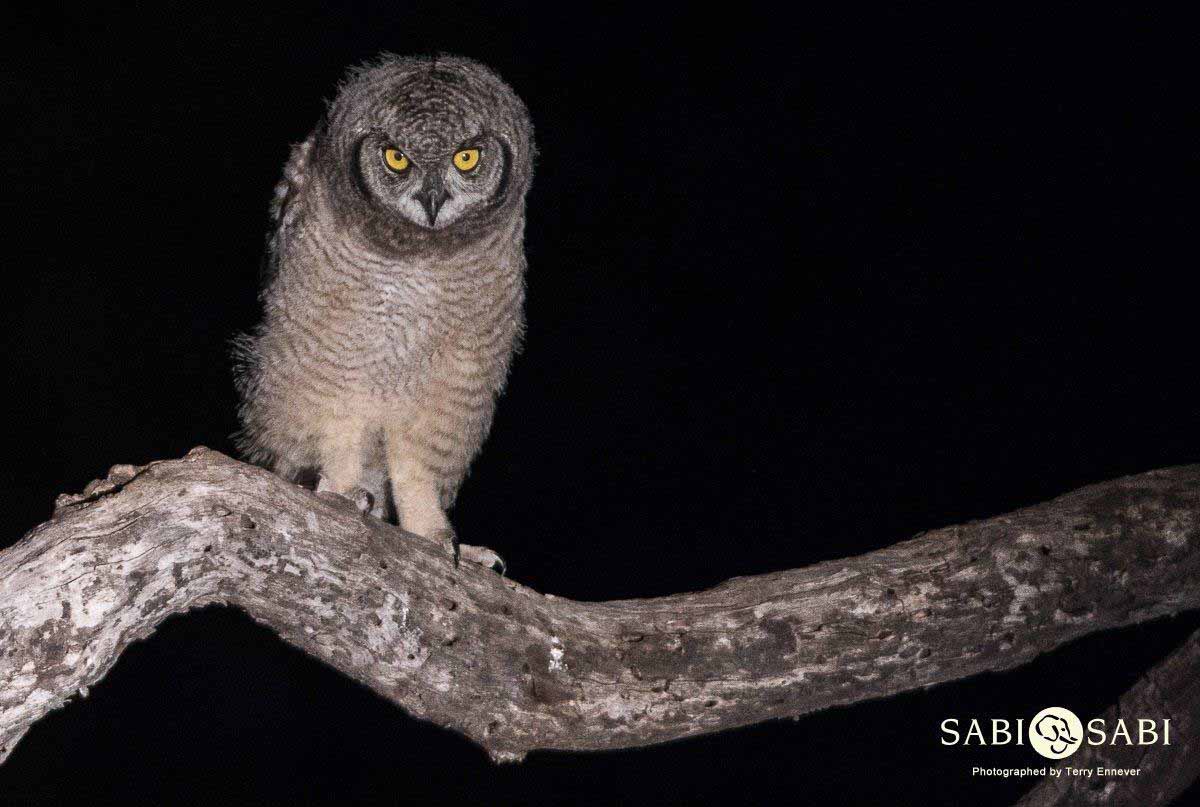 03Terry Ennever Spotted Eagle Owl Final 03Terry Ennever Spotted Eagle Owl Final