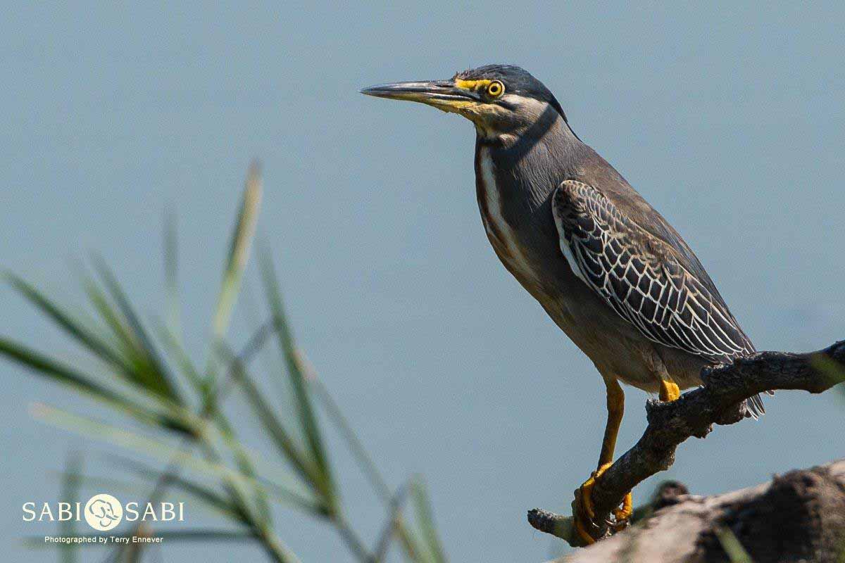 05Terry Ennever Green Backed Heron Final 05Terry Ennever Green Backed Heron Final