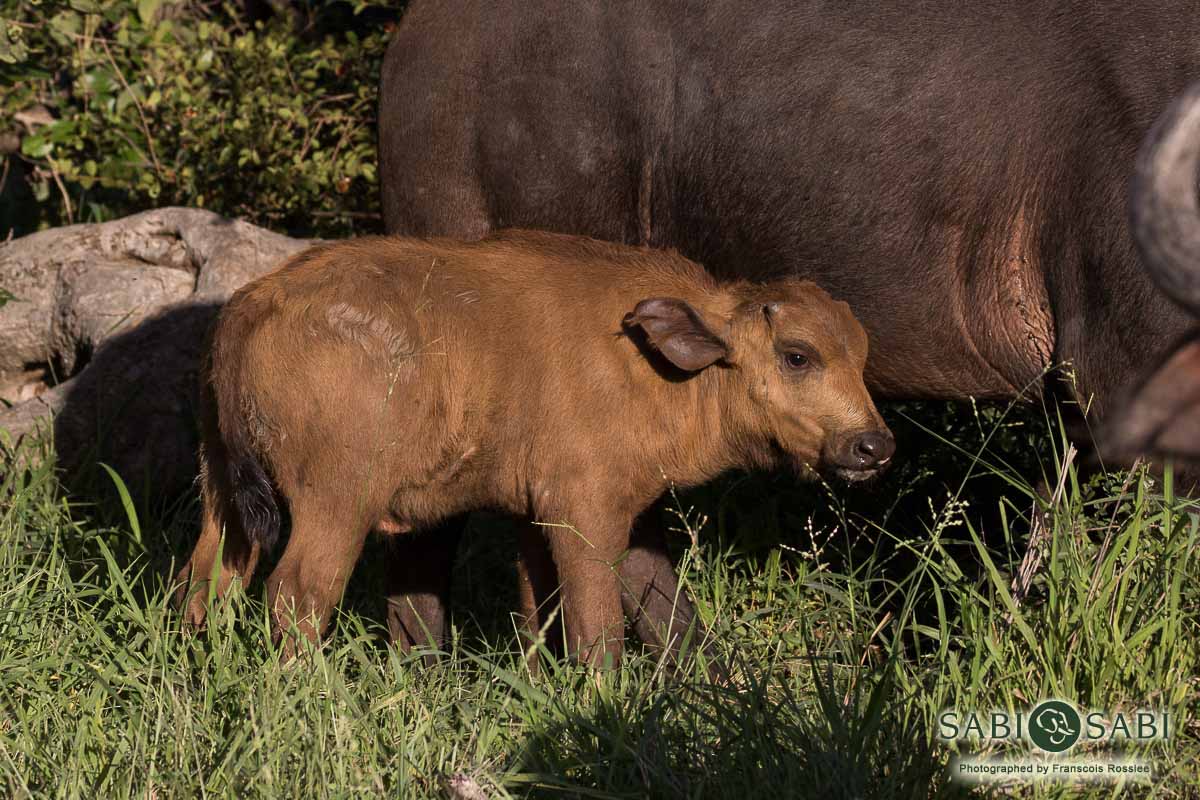 06Franscois Rosslee Buff 13022018 Final