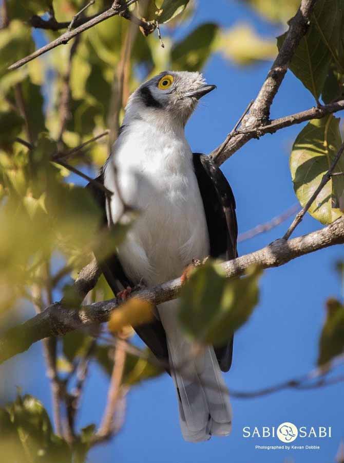 06Kevan Dobbie White Crested Helmet Shrike 180318 Final 06Kevan Dobbie White Crested Helmet Shrike 180318 Final