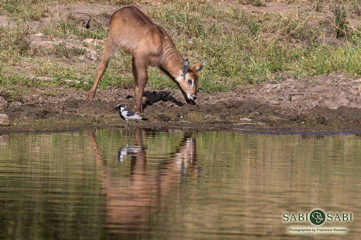 09Franscois Rosslee Waterbuck 07032018 Final 09Franscois Rosslee Waterbuck 07032018 Final