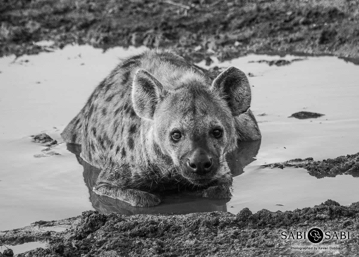 13Kevan Dobbie Spotted Hyena 150318 Final 13Kevan Dobbie Spotted Hyena 150318 Final