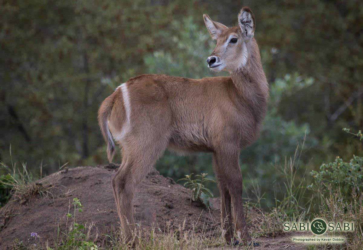 15Kevan Dobbie Waterbuck 110318 Final 15Kevan Dobbie Waterbuck 110318 Final