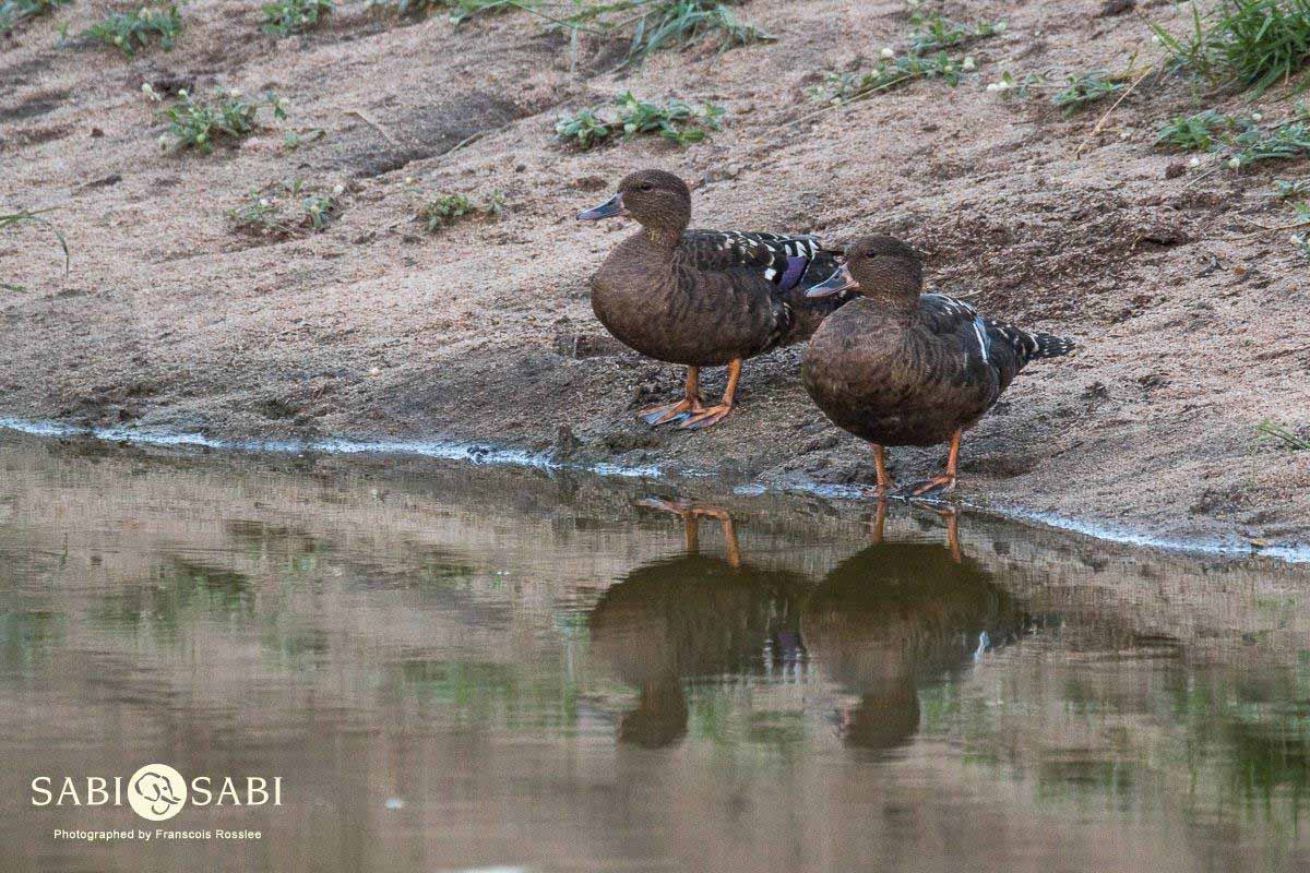 17Franscois Rosslee African Black Duck 1 Of 1 Final 17Franscois Rosslee African Black Duck 1 Of 1 Final
