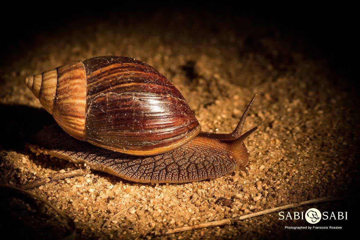 18Franscois Rosslee Land Snail 1 Of 1 Final 18Franscois Rosslee Land Snail 1 Of 1 Final