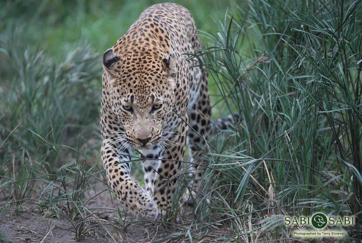 19Terry Ennever Max 21318 1 Final