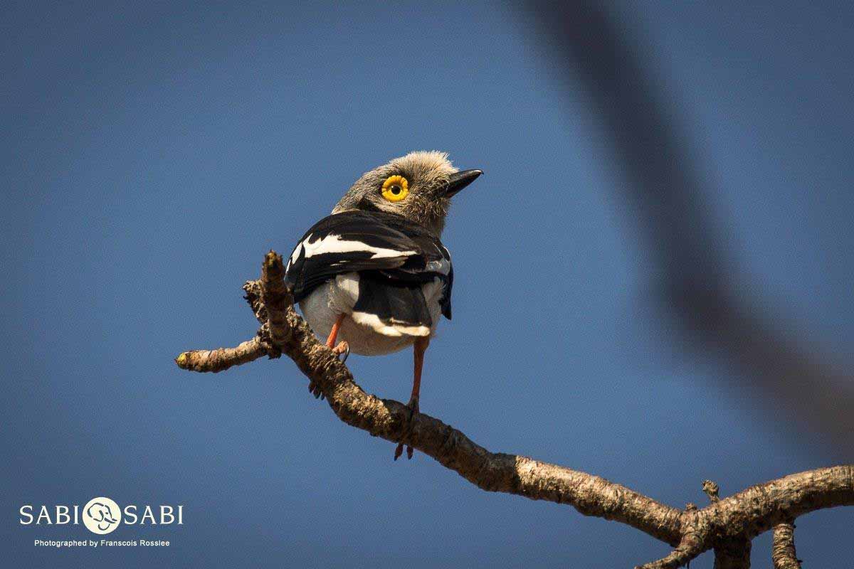 21Franscois Rosslee Helmetshrike 1 Of 1 Final 21Franscois Rosslee Helmetshrike 1 Of 1 Final