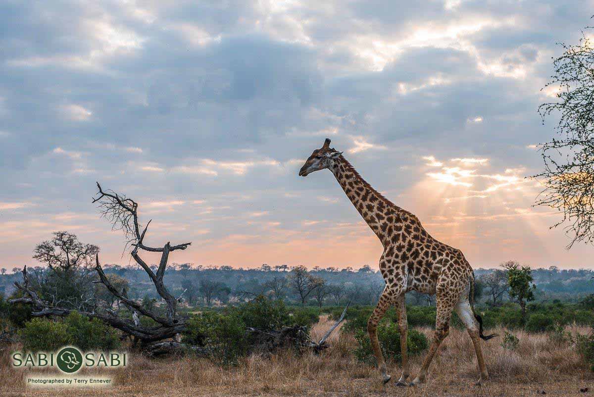 22Terry Ennever Giraffe Hdr Final