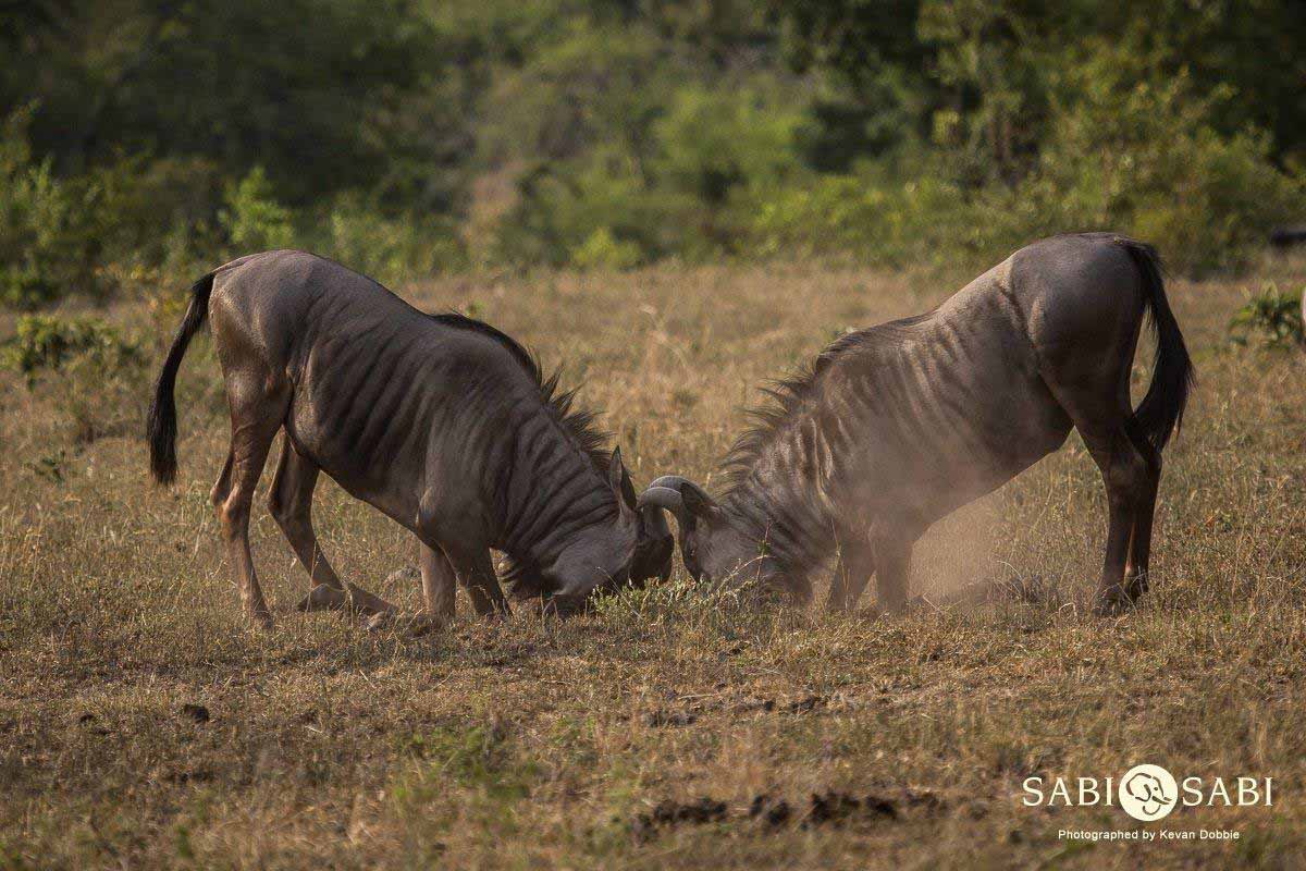 26Kevan Dobbie Wildebeest 180318 Final 26Kevan Dobbie Wildebeest 180318 Final