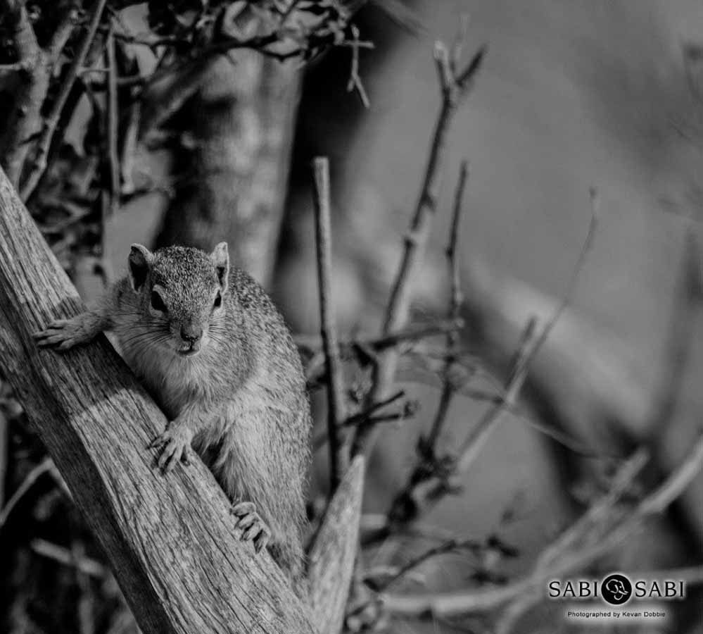 29Kevan Dobbie Tree Squirrel 2109 Final 29Kevan Dobbie Tree Squirrel 2109 Final