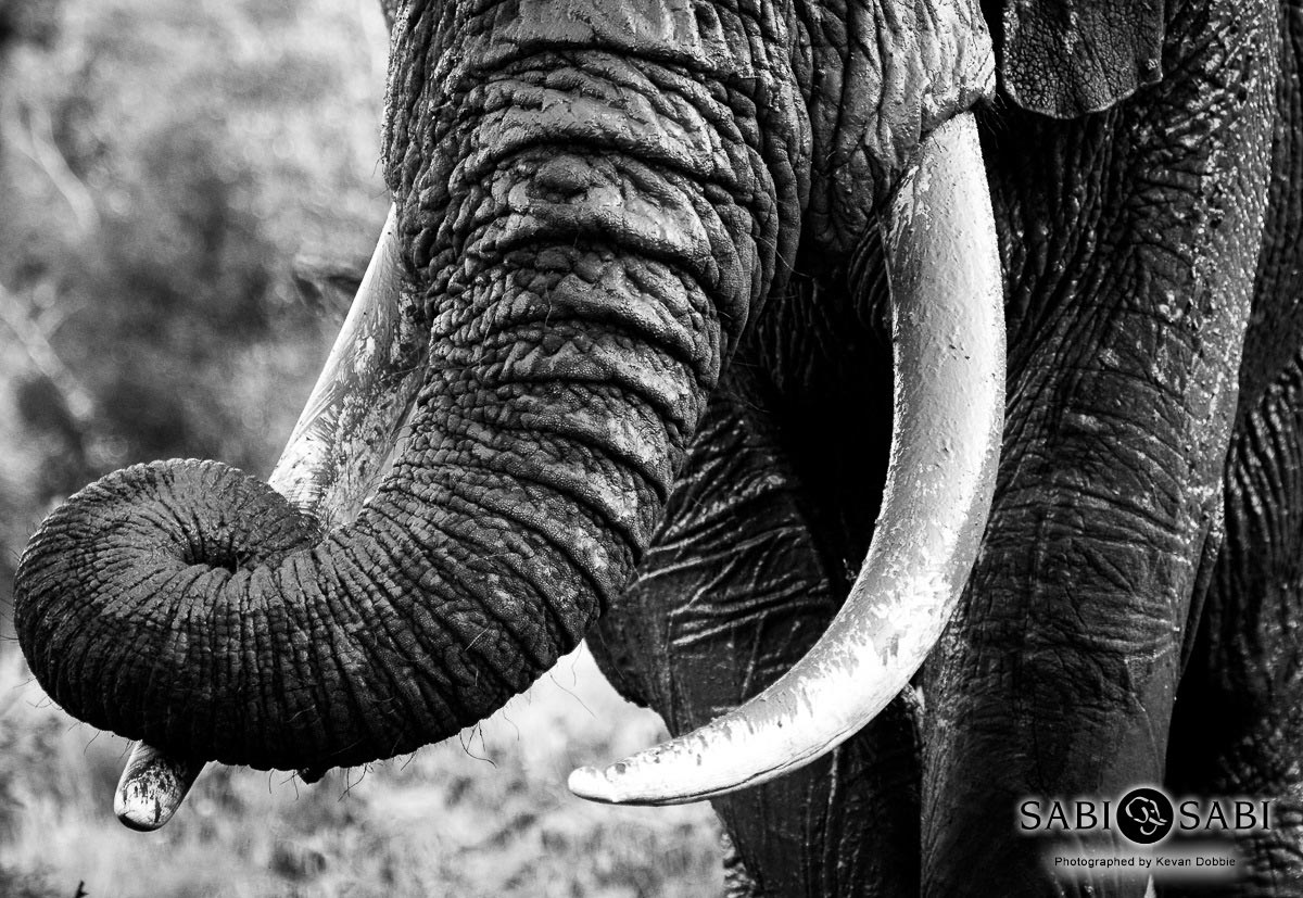 Kevan Dobbie Tusker 200118.2 Final Kevan Dobbie Tusker 200118.2 Final