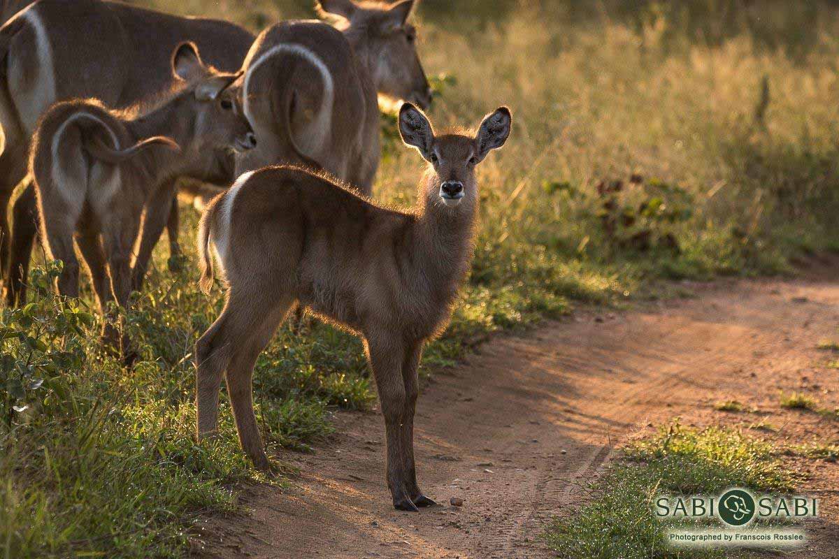 01Franscois Rosslee Waterbuck 27032018 Final 01Franscois Rosslee Waterbuck 27032018 Final