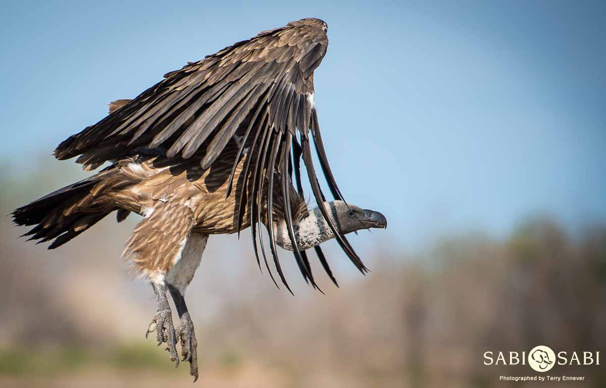 01Terry Ennever Vulture Final