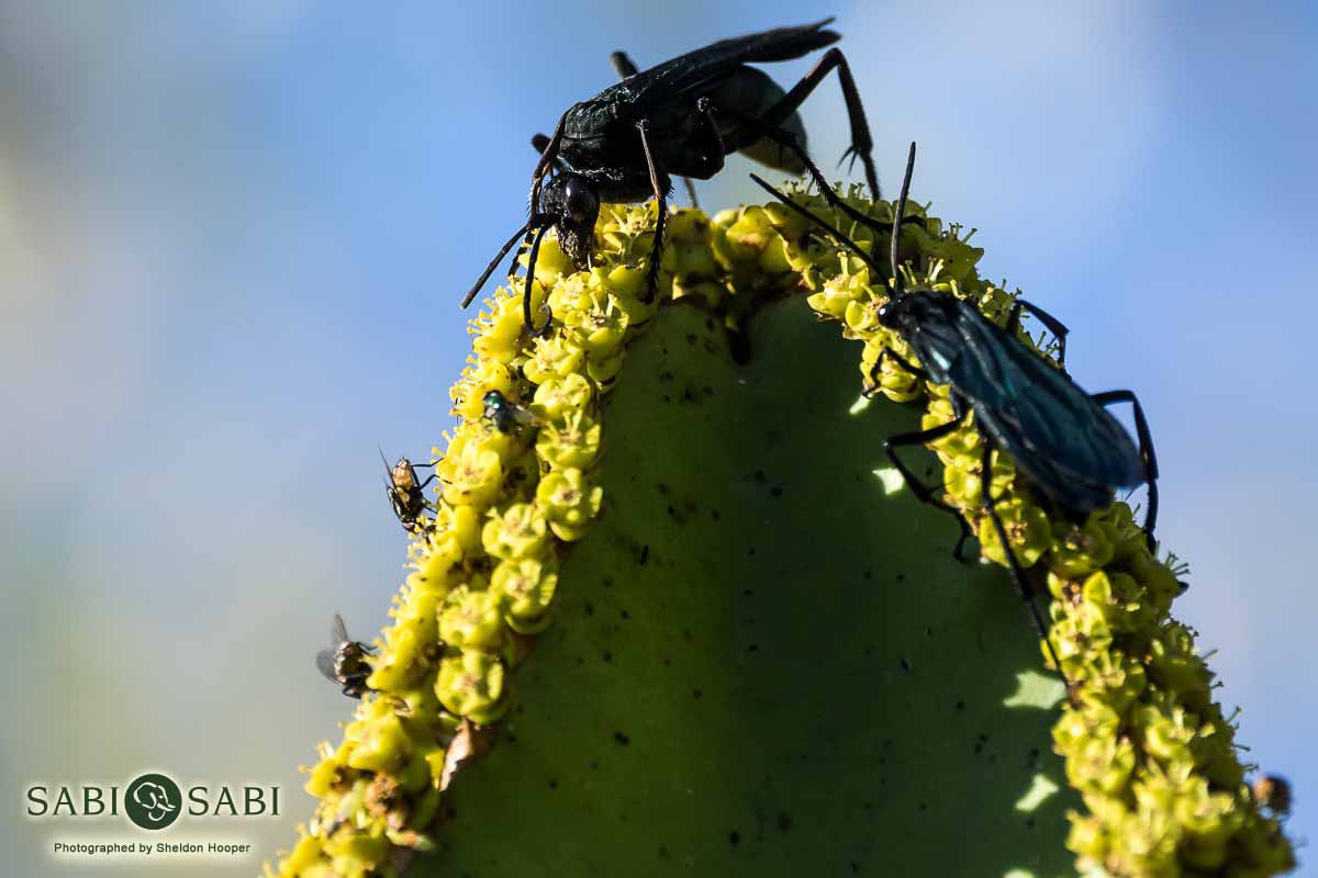 02Sheldon Hooper Spider Wasp 11 06 17 Final 02Sheldon Hooper Spider Wasp 11 06 17 Final