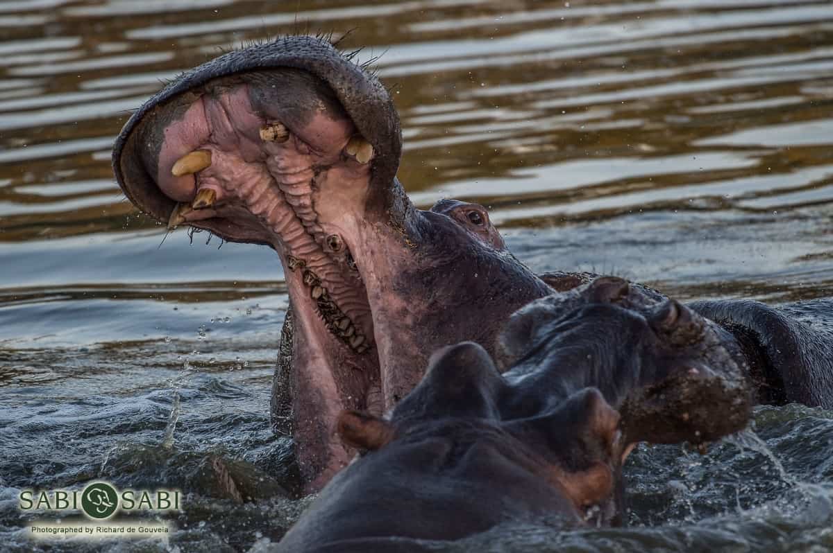 03Richard De Gouveia Hippo Final