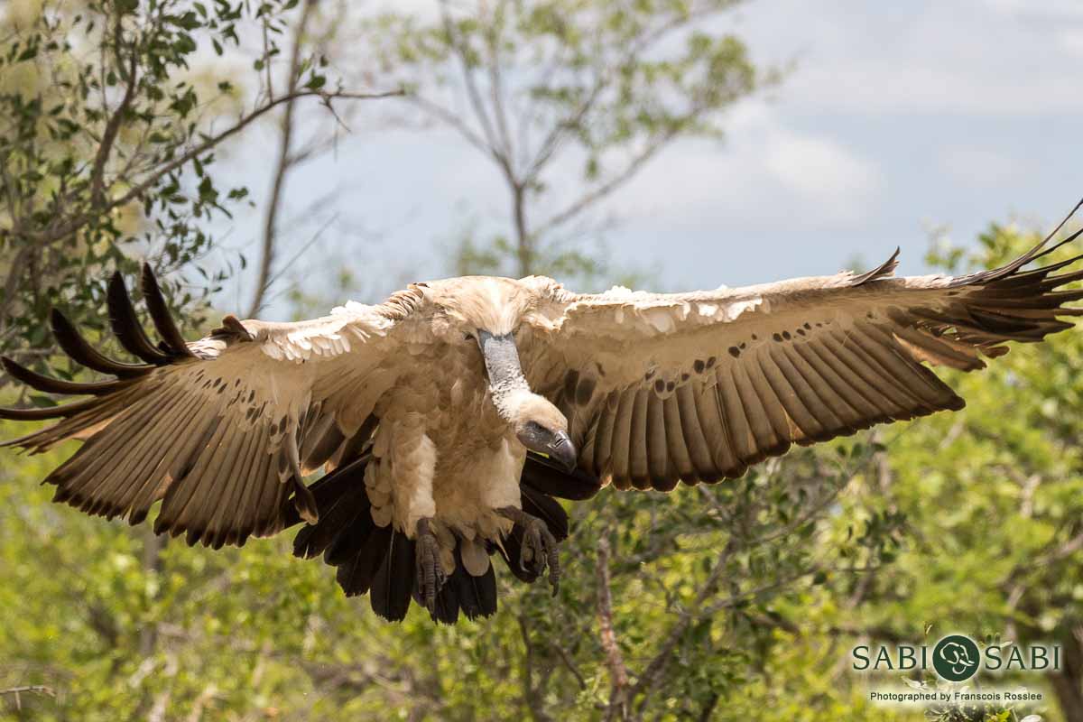 05Franscois Rosslee Vulture Ele 03012018 4 Final 05Franscois Rosslee Vulture Ele 03012018 4 Final