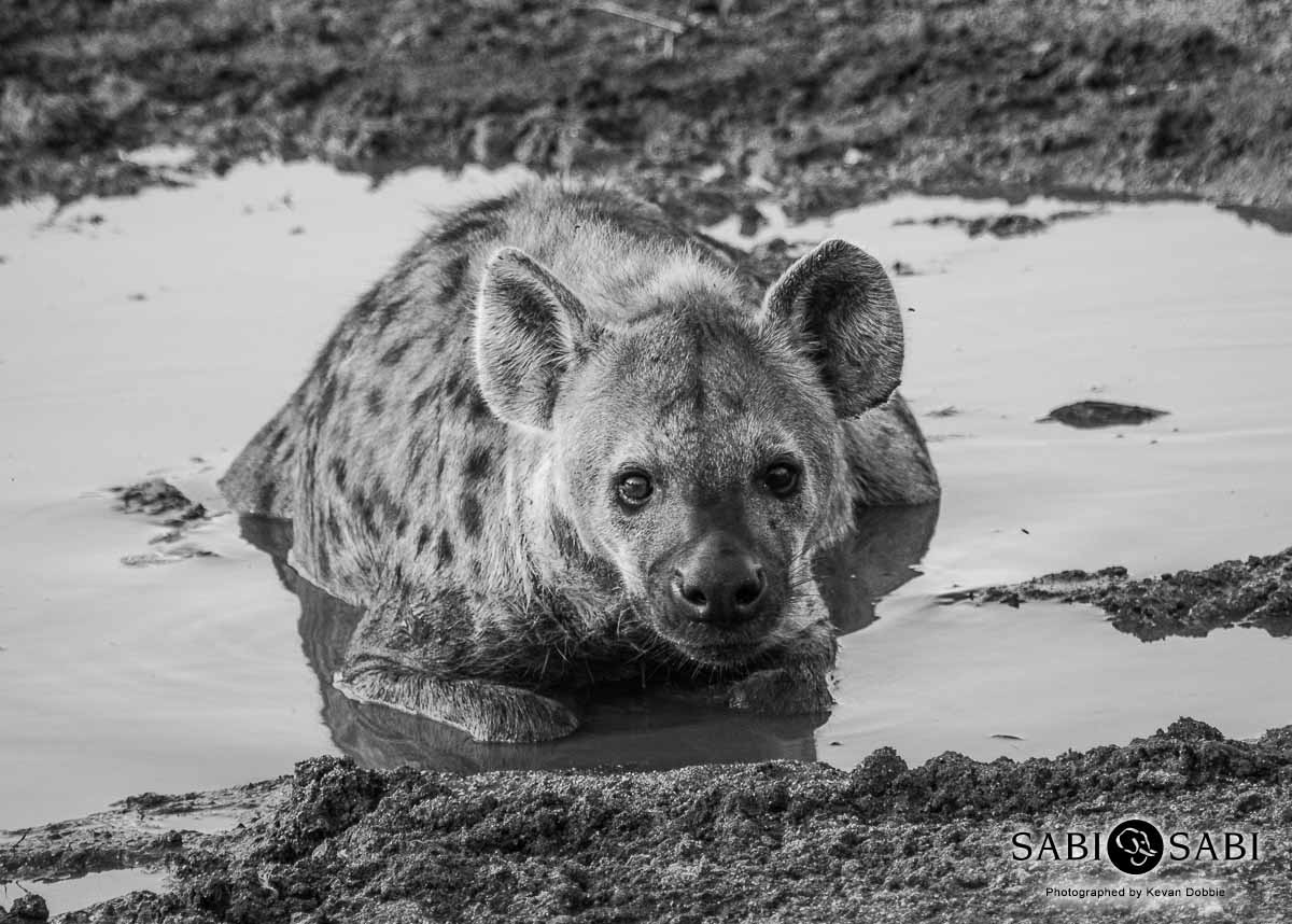 08Kevan Dobbie Spotted Hyena 150318 Final 08Kevan Dobbie Spotted Hyena 150318 Final