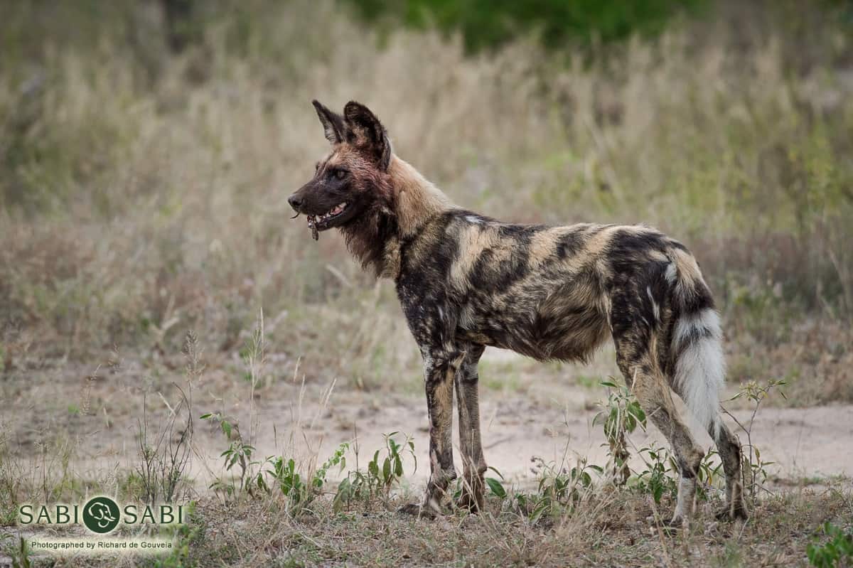 11Richard De Gouveia Wild Dog Final 11Richard De Gouveia Wild Dog Final