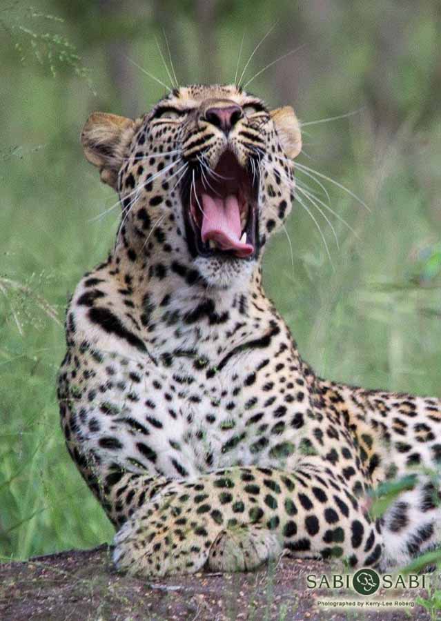 13Kerry Lee Roberg Ntsumi Female 130418 5 Final