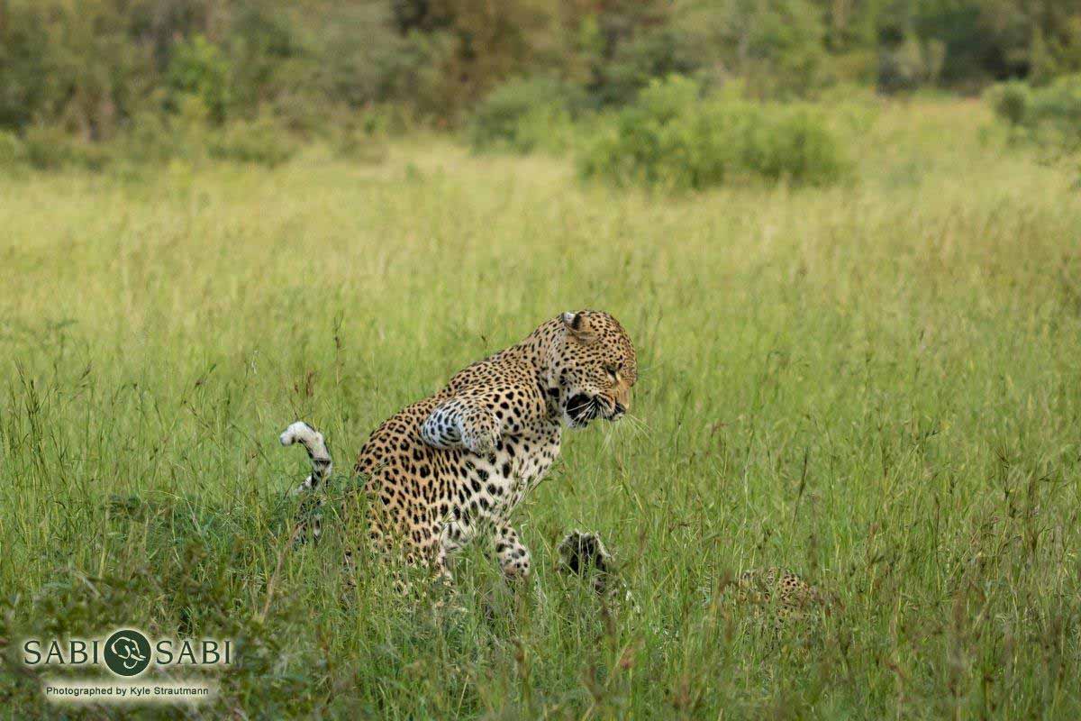 23Kyle 7 Mar Matting Leopards 6 Final