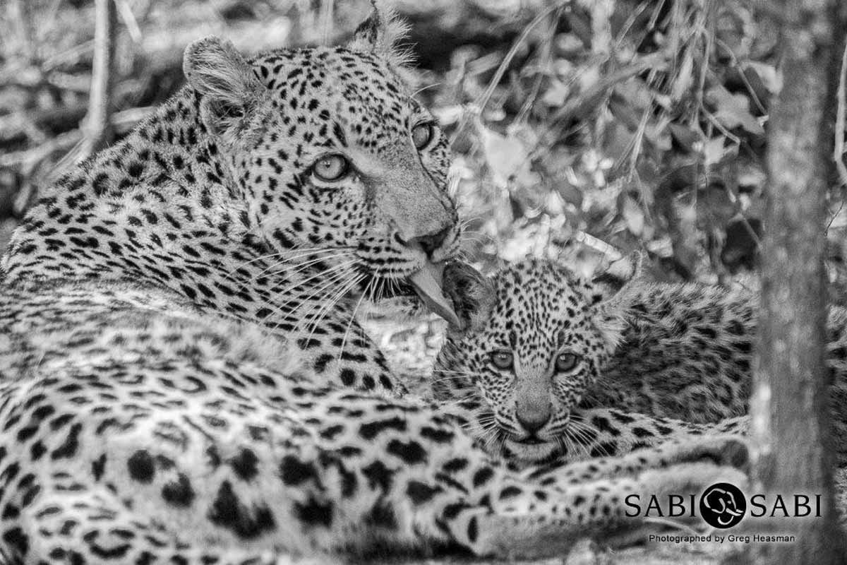 30Greg Heasman Female Leopard Cub Little Bush Female 31 03 18 9 Final 30Greg Heasman Female Leopard Cub Little Bush Female 31 03 18 9 Final