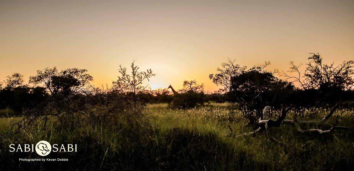 01Kevan Dobbie Giraffe Sunrise 290418 Final 1 01Kevan Dobbie Giraffe Sunrise 290418 Final 1