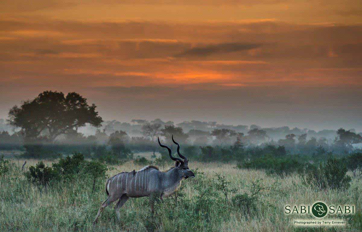 01Terry Ennever Kudu Sunrise 2018430 Final 1 01Terry Ennever Kudu Sunrise 2018430 Final 1