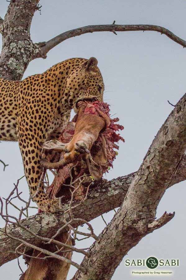 04Greg Heasman Male Leopard Max 23 05 18 1 Final