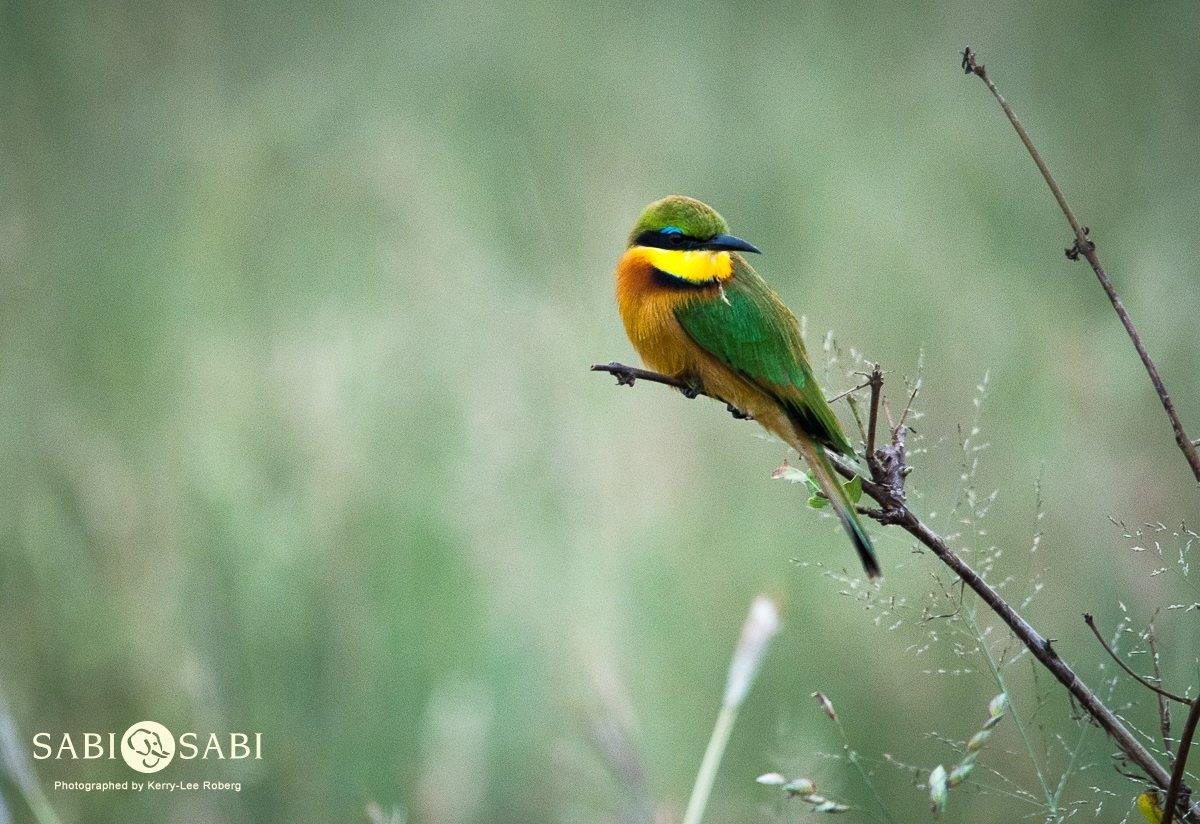 07Kerry Lee Roberg Bee Eater 2 Final 07Kerry Lee Roberg Bee Eater 2 Final