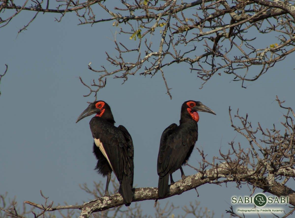 08Frederik Aucamp Southern Ground Hornbill Final 08Frederik Aucamp Southern Ground Hornbill Final