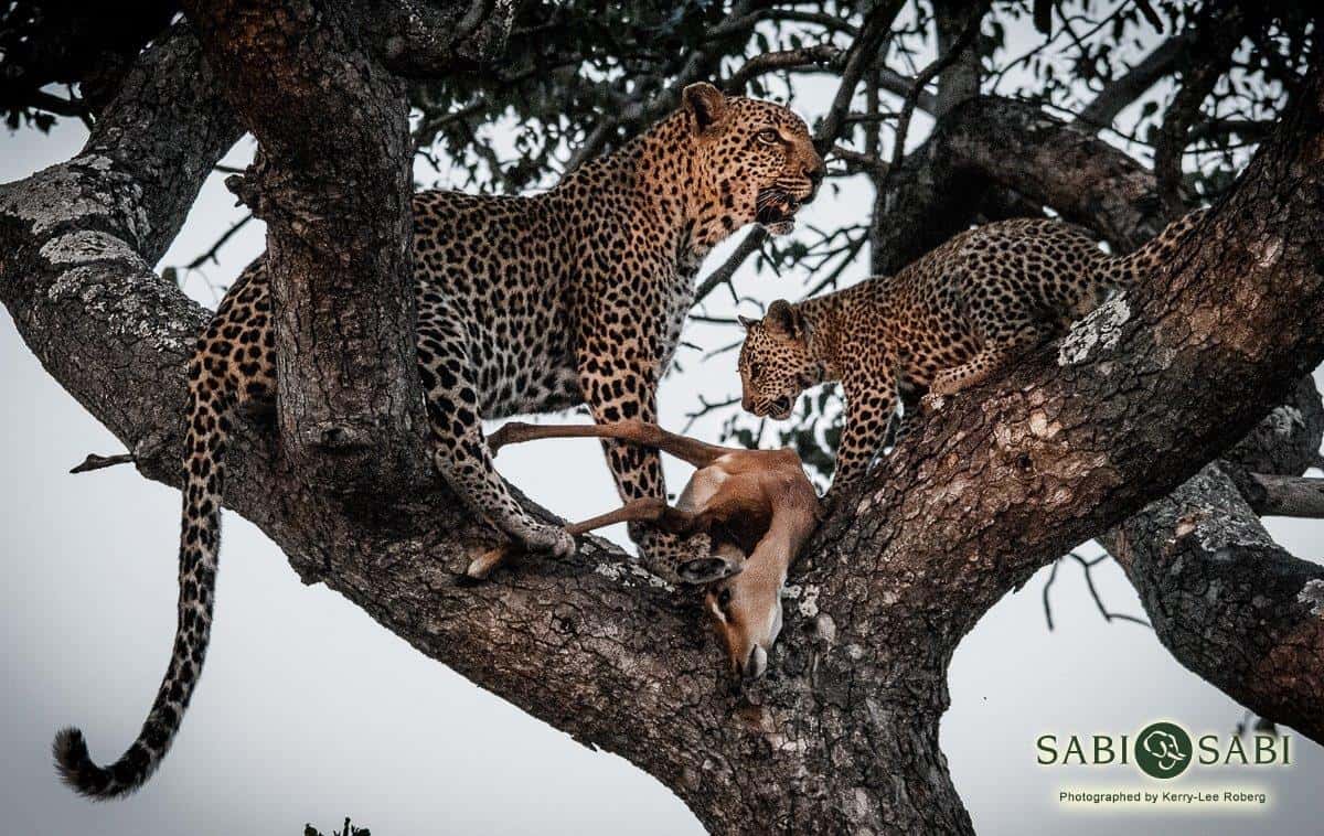 08Kerry Lee Roberg Little Bush Cub Final