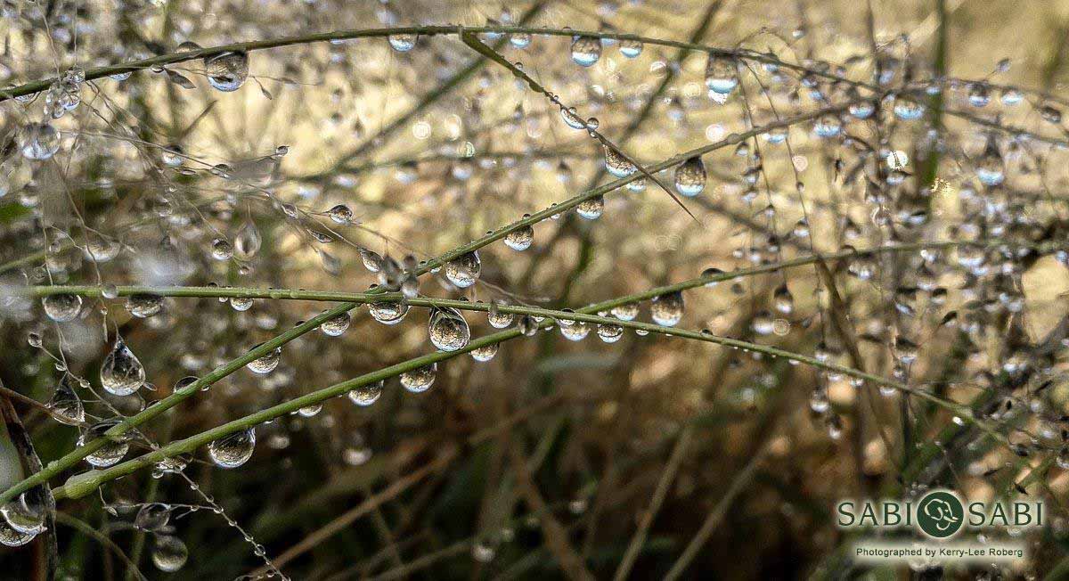 17Kerry Lee Roberg Rain Drops Final 17Kerry Lee Roberg Rain Drops Final