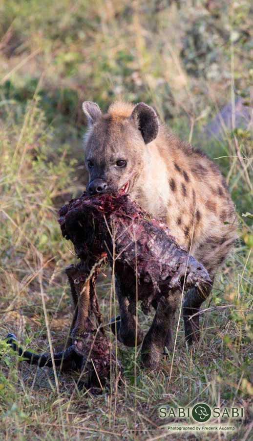 18Frederik Aucamp Spotted Hyena11 Final 18Frederik Aucamp Spotted Hyena11 Final