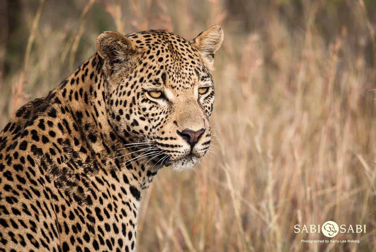 22Kerry Lee Roberg WD1 Final 22Kerry Lee Roberg WD1 Final