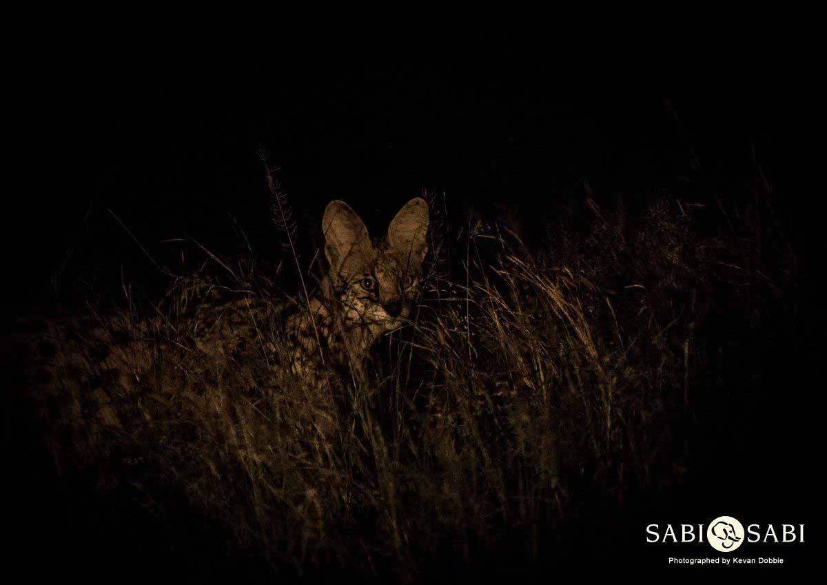 34Kevan Dobbie Serval 240418 Final