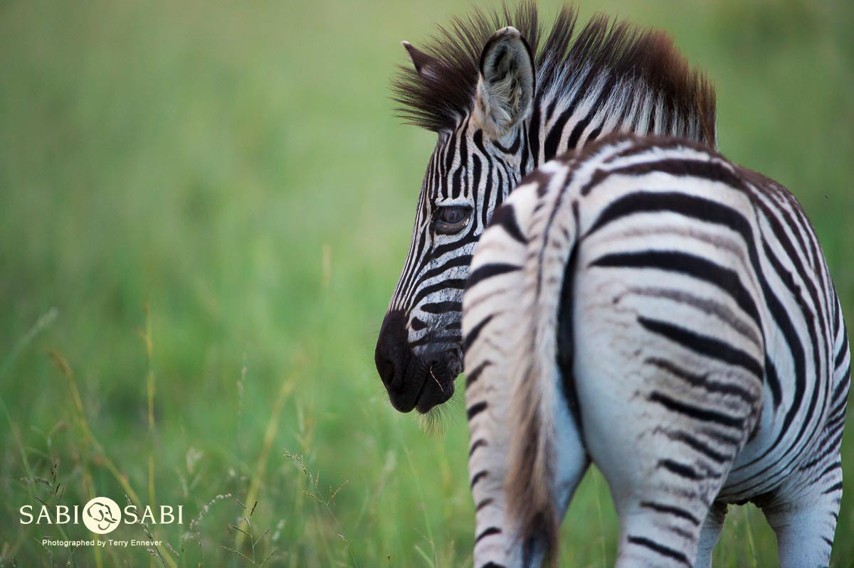 Terry Ennever Zebra Foal Final Terry Ennever Zebra Foal Final