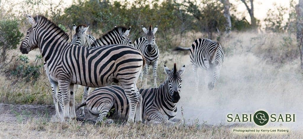 01Kerry Lee Roberg ZebraDust2 Final