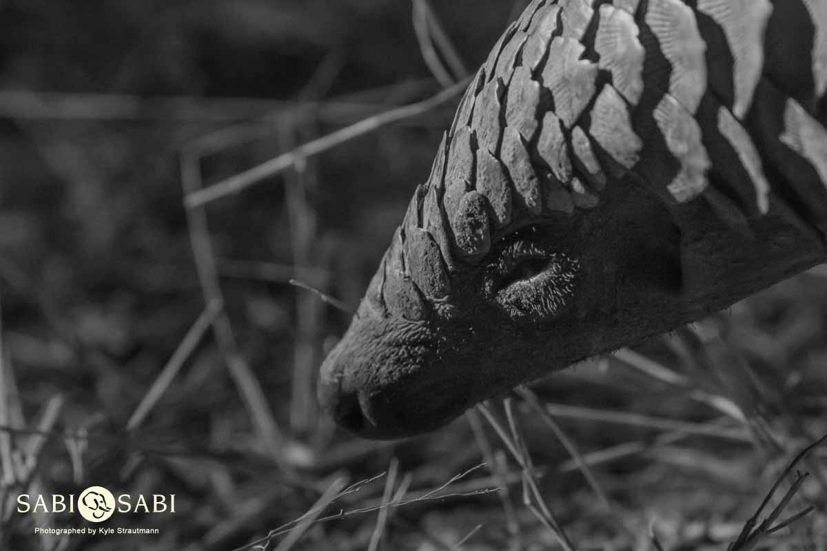 02Kyle 23 July Pangolin 26 Final 02Kyle 23 July Pangolin 26 Final